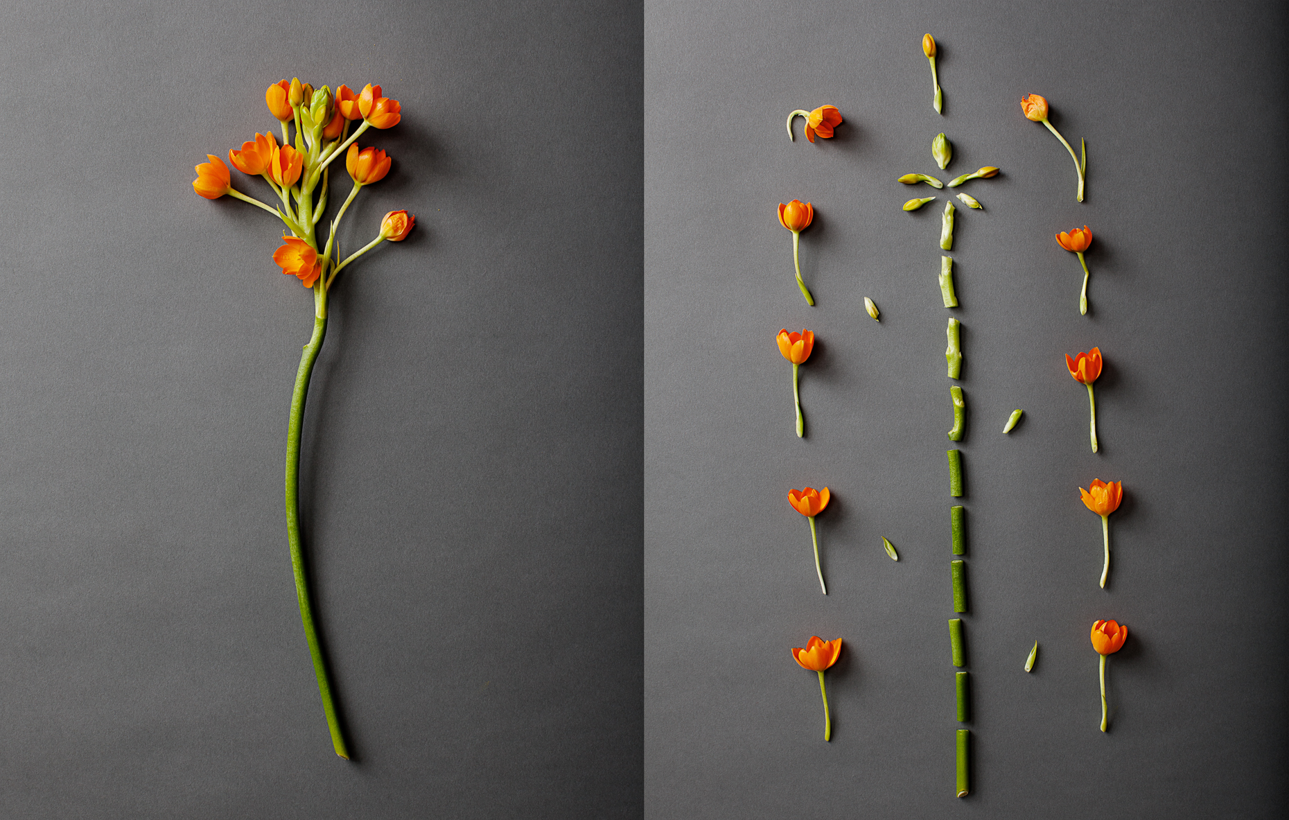 Flowers-059_diptych