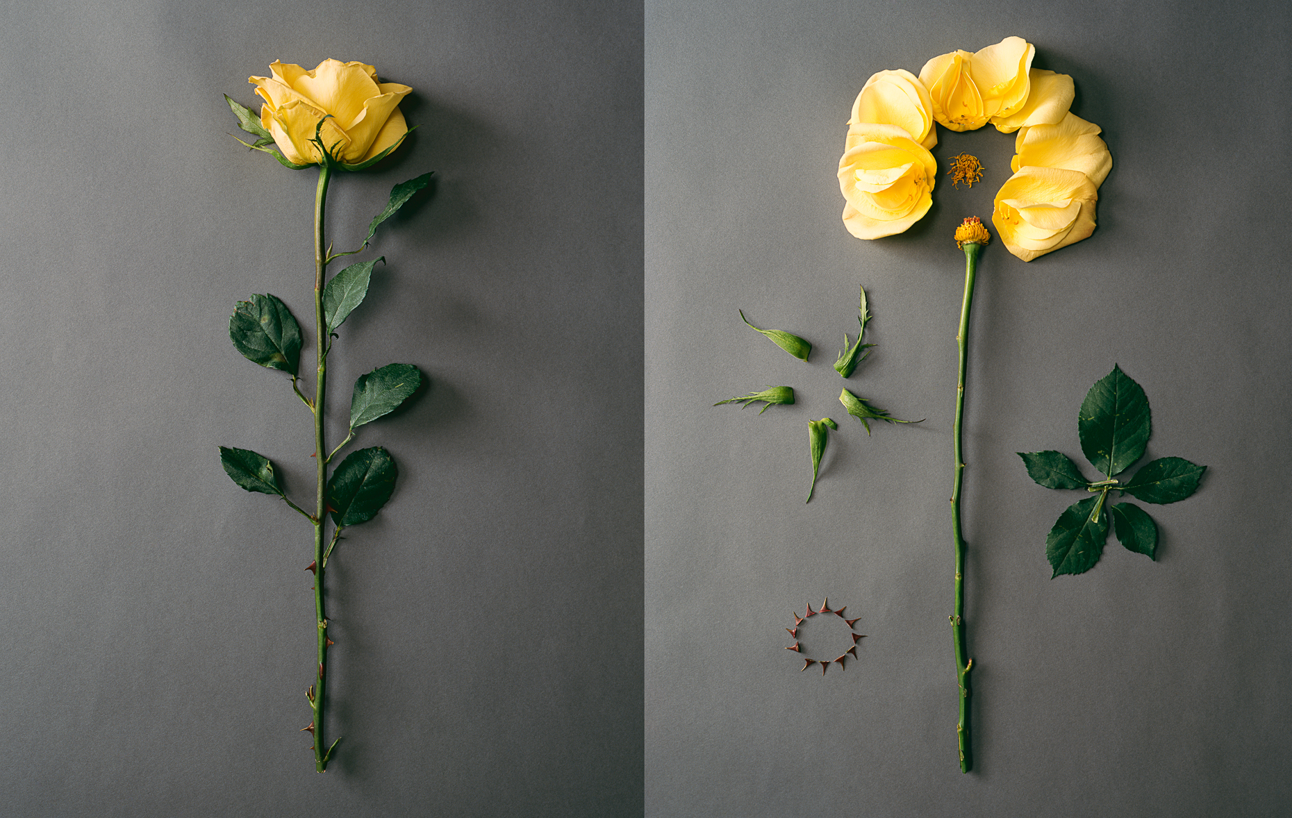 yellow_rose_diptych